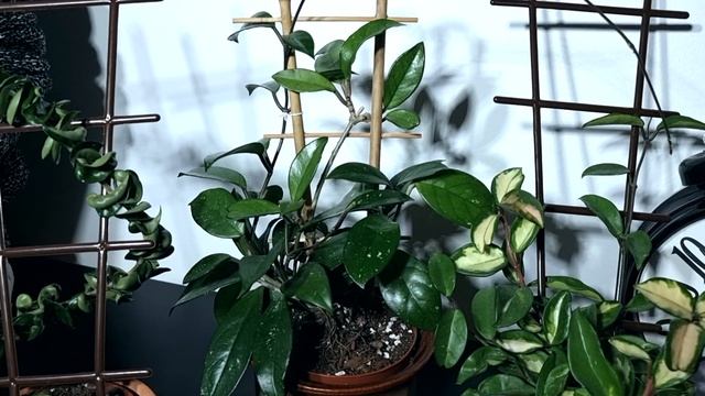 Хойя - уход и обзор сортов