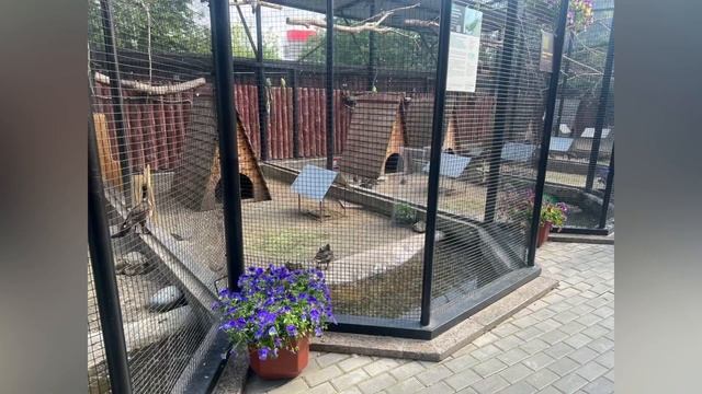 Фиалка Виттрока / Идеи для сада смотреть онлайн