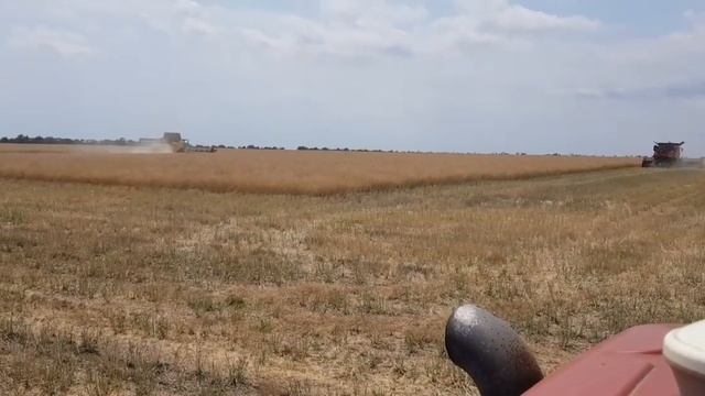 Выращивание оз.рапса.No-till 07.07.2019. Результаты уборки смотреть онлайн