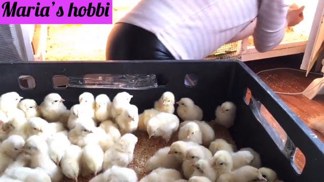 Привезла цыплят несушки, продала индюков😉😂 смотреть онлайн