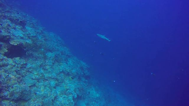 SCUBA diving 2016 | Mabul | Sipadan | Bali | Malaysia | Indonesia | Philippines | Komodo смотреть онлайн