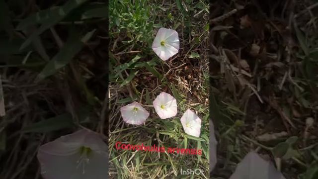 #Convolvulus arvensis смотреть онлайн