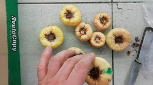 Как сохранить луковицы Гладиолуса до посадки