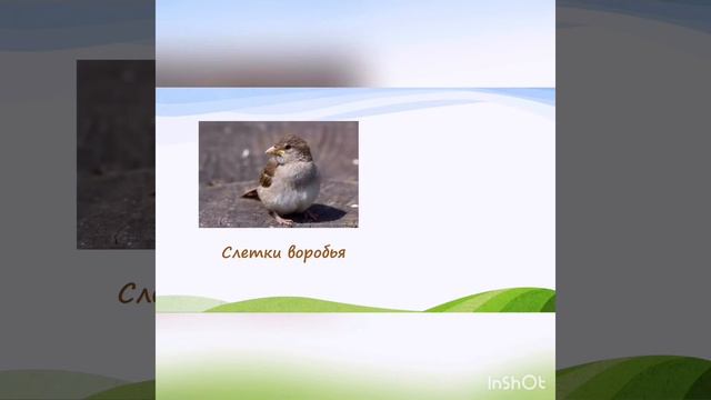 Не подбирайте слетков! смотреть онлайн