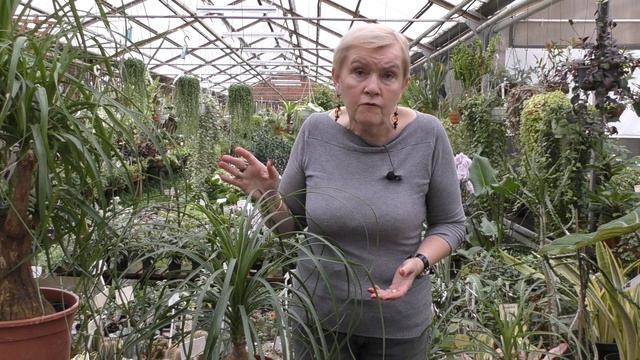 Бокарнея (Нолина) Уход в домашних условиях. смотреть онлайн