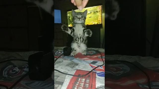 Шотландская короткошёрстная, скоттиш-страйт смотреть онлайн