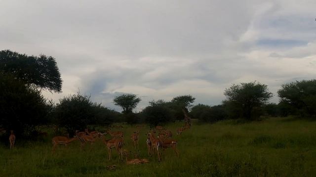 Сафари Танзания! National park Tarangire Safari Tanzania2021. Национальный парк Тарангире! смотреть онлайн
