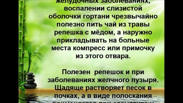 Эта трава лечит и желчный пузырь, и почки, и...