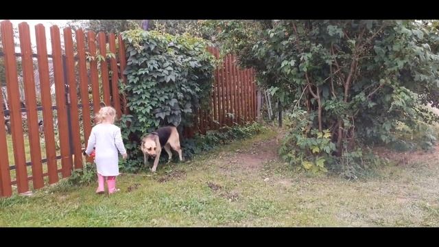 Прогулка с Дашей и сбор помидора у нас на огороде. смотреть онлайн