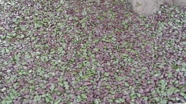 Оформление приствольного круга деревьев покрытием каменный ковёр Art Gravel смотреть онлайн