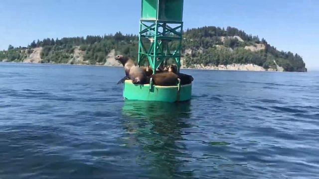 Тихий океан,загар на буйках смотреть онлайн