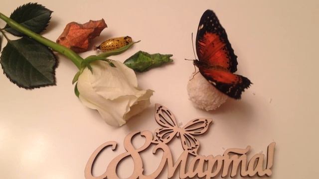 Живая бабочка в коробке смотреть онлайн