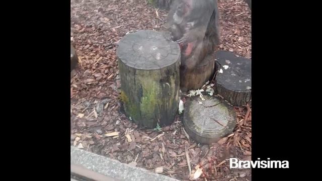 #zoo #tallinn #animals Таллиннский зоопарк //Tallinn Zoo смотреть онлайн
