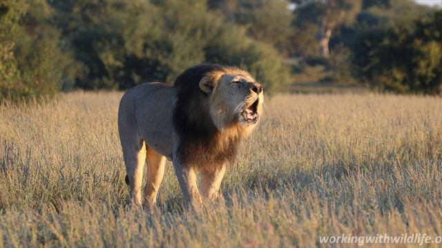 Kalahari Lion Roaring 4K - Conservation Safari Experience