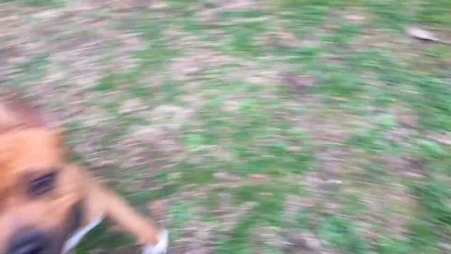 В Комсомольском сквере | Стаффорд | АСТ | Sochi | Staffordshire Terrier | Сочи | комсомольский скве смотреть онлайн