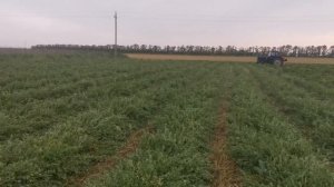 Заготовка сена.