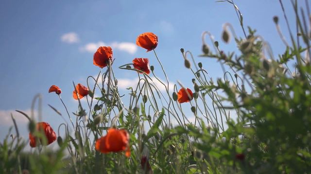 ВІдповіді від Архангела Михаїла. Уривок із сеансу регресії. 2 частина. смотреть онлайн