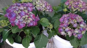 Крупнолистная гортензия ,, Hi Fare "   ( Брилиантовая)