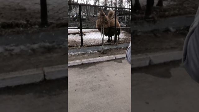 Зоопарк смотреть онлайн