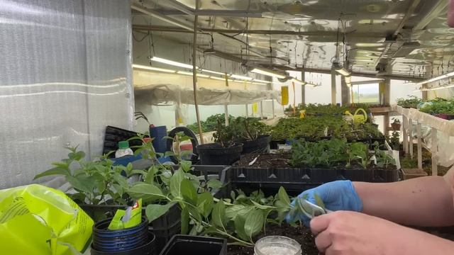 Срезаю маточные под ноль и на черенок. 03.06 смотреть онлайн