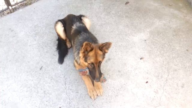 Как научить собаку носить в пасти поводок или апортировочный предмет? смотреть онлайн