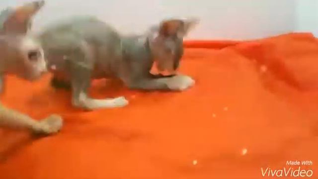 Victoria котенок канадский сфинкс смотреть онлайн