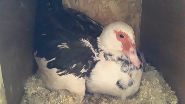 Что происходит с уткой. Я не Знаю что Делать.. смотреть онлайн