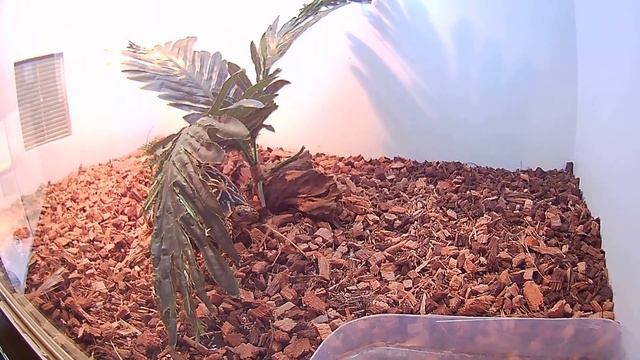 Виды черепах. Звёздчатая черепаха смотреть онлайн