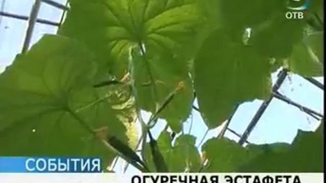 «Огуречная эстафета» прошла в областном хозяйстве смотреть онлайн