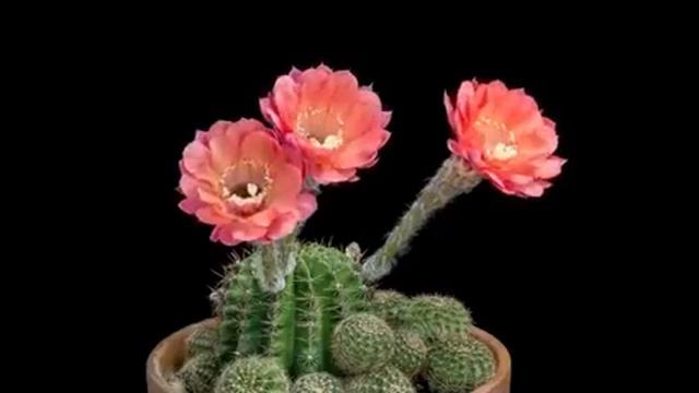 Beautiful Cactus Flower смотреть онлайн