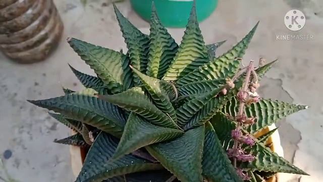 #Hawarthia#Limifolia Hawarthia Limifolia смотреть онлайн