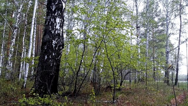 Ловля птиц (зелёная пересмешка/Обыкновенная иволга) смотреть онлайн