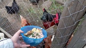 Приехали покормить кур и цыплят. Куры несушки на даче.