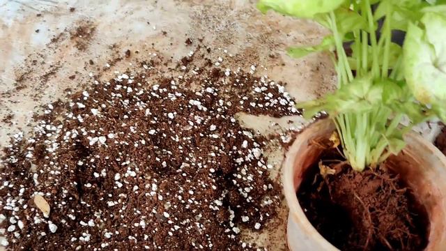 Dwarf Syngonium Repotting| Potting Mix For Syngonium