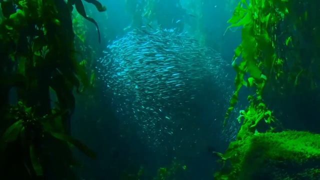 Прекрасная Музыка для поднятия настроения.Море и фантастический увлекательный подводный мир.Природа смотреть онлайн