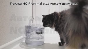 Поилка с датчиком движения NOIR-animal для домашних животных. Видео инструкция. Обзор работы.