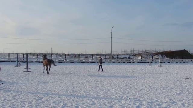 Красивого коня выгуливают. смотреть онлайн