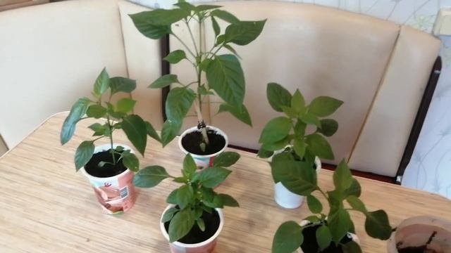 Всего 1 ложка этого удобрения и завязь не опадёт смотреть онлайн