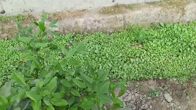 Лимонлар гуллаш давридаги эхтиёт чора тадбирлар. Теплица салафан очиш @realmavzu смотреть онлайн