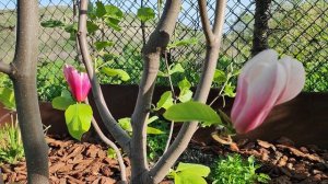 Вырастить реально! Зимостойкие магнолии с крупным цветком в средней полосе России.