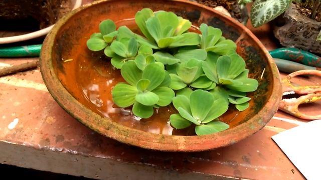 Water Lettuce, Pistia, -- Growing, Propagation