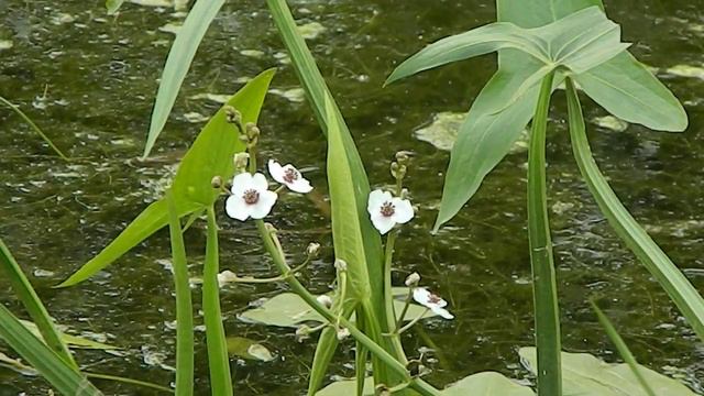 Sagittaria Sagittifolia