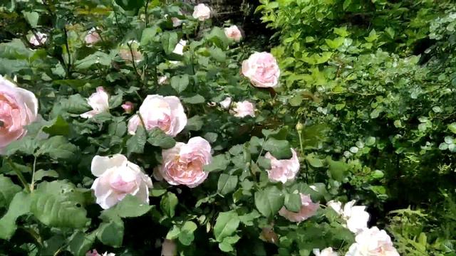 Начало цветения роз. смотреть онлайн