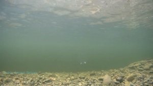 Блесна для зимней рыбалки Williams Ice Jig Подводная съемка Блесна которую любит щука