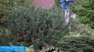 СОСНА ГОРНАЯ | ПЕРВАЯ СТРИЖКА  | ФОРМИРОВКА | pinus MUGO PUMILIO | @user-qs3ui4et9d