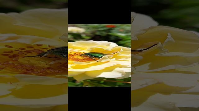 Лакомство жука