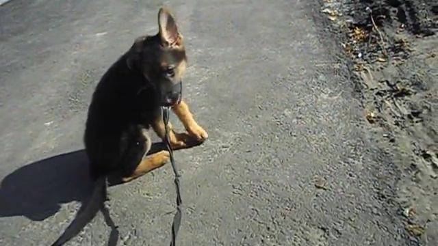 "необъезженный" щенок овчарки смотреть онлайн