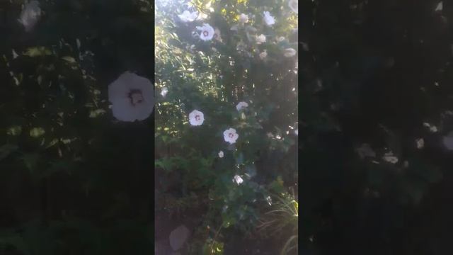 гибискус зимующий без укрытия 19.08.22 смотреть онлайн