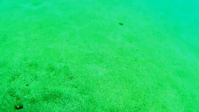 Рак-отшельник и другие обитатели морского дна Суджукской косы Черного моря смотреть онлайн