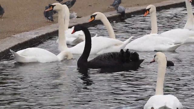 Black Swan deals with the lower ranks смотреть онлайн